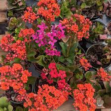 Image result for Kalanchoe blossfeldiana