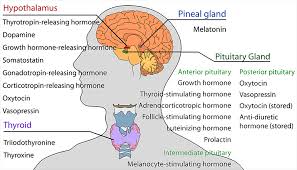 Maybe you would like to learn more about one of these? Endocrinology The Endocrine System And Your Health