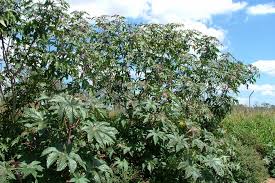 Image result for Ricinus communis