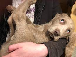 This is a website primarily devoted to education about the longhair weimaraner, including history, genetics, information and accomplished show, performance and hunting longhairs from around the world. Coat Lengths Owyheestar Weimaraner S News