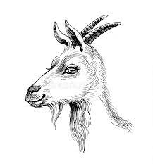 Follow step one by drawing the shape for goat's head. Female Goat Stock Illustration Illustration Of Sketch 112452584