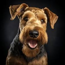 Image result for velšteriér