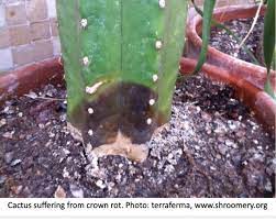 Root rot can be reversed if caught early. How To Save A Rotting Cactus Laidback Gardener
