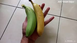 Dia mengatakan, pengembangan pisang cavendish cukup mudah di banyuwangi. 156 Perbezaan Pisang Cavendish Vs Pisang Serendah Dwarf Cavendish Youtube