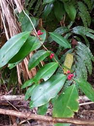 Image result for Erythroxylaceae