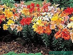 Rumput grinting (cynodondactylon) adalah jenis rumput yang memiliki kemampuan agak berlebihan dalam hal bertahan hidup dibandingkan rumput jenis lain seperti rumput teki,rumput gajah, rumput. Menanam Teratai Di Musim Bunga Di Tanah Cadangan Dari Taman Yang Berpengalaman Tumbuhan