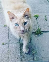 What could be causing my guinea pig's unusual behavior and breathing issues?