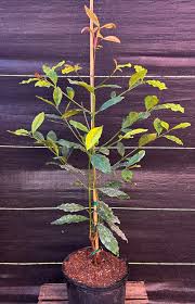 Image result for Garcinia buchneri
