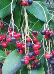 Image result for Apodytes