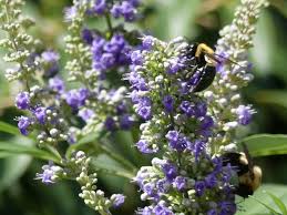 Image result for Vitex amaniensis