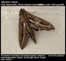 Image result for Hippotion celerio