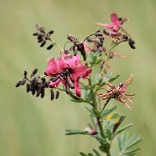Image result for Indigofera hilaris