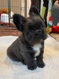 We did not find results for: Ever Seen A Fluffy Frenchie Before Aww