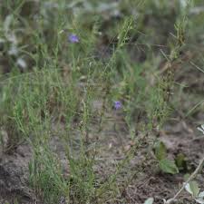 Image result for Aptosimum lugardiae