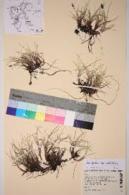 Image result for Carex steudneri