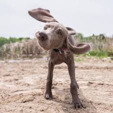 180 Lustige Tiervideos Zum Totlachen 2020 Animals Dogs Dog Gifs This is the funniest and best video ever.