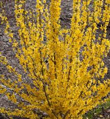 Show Off Starlet Forsythia Dwarf Variety With Bright Yellow Early Spring Flowers That Appear On Ba Yellow Plants Shrubs For Landscaping Early Spring Flowers