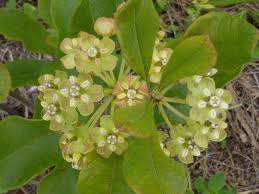 Velvetleaf Milkweed Milkweed Asclepias Plants