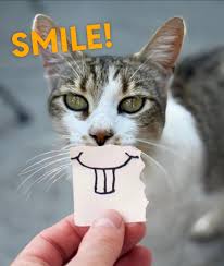 Image result for lolcats