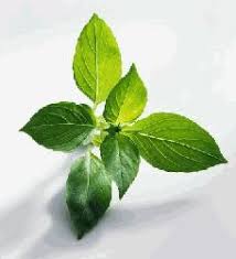 Maybe you would like to learn more about one of these? Daun Kemangi Sebagai Penyubur Kandungan Dan Kesuburan Pria