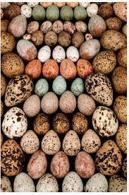 Beautiful Birds Eggs Kus Yuvalari Tavuk Irklari Ve Kus