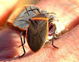 Conchuela feeds on fruits and crops including grapes, peas and tomatoes. Black And Red Orange Stink Bug Largus Californicus Black And Red Stink Bugs Red Orange