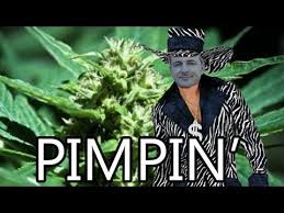 Resultado de imagen de Legalization