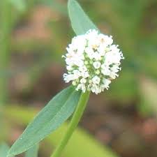 Image result for Spermacoce sphaerostigma