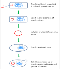 Protein Expression Systems Sigma Aldrich