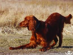 Image result for irský setr