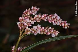 Image result for Persicaria madagascariensis