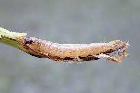 インゲンの茎を食害するアズキノメイガの幼虫 ぁぃの飼育ブログ