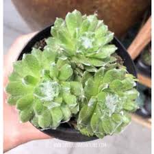 Learn how to care for these plants. Sempervivum Arachnoideum Cobweb Hens And Chicks Care Guide Succulent Plant Care