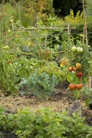Le Paillage Au Potager Un Geste Ecologique Jardinage Jardin De Legumes Jardinerie