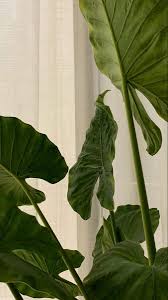 Collection by beans • last updated 2 weeks ago. Pinterest Mxyaangela Green Aesthetic Aesthetic Wallpapers Plant Aesthetic