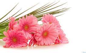 The Waste Of Life Occasioned By Trying To Do Too Many Things At Once Is Appalling Orison Marden Flower Bouquet Pictures Flower Wallpaper Beautiful Flowers Images