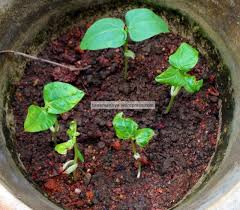 Menanam kacang tanah tidaklah terlalu sulit seperti yang dibayangkan banyak orang. Tanaman Pokok Kacang Panjang Tanamannya