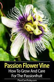 Passiflora Vine Growing The Passionflower Plant Care Guide Passion Fruit Flower Flowering Vines Passion Flower