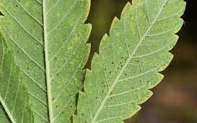 Most people will focus on pseudomonas cichorii the spots on the leaves then progress to cover a larger surface area. 10 Marijuana Leaf Problems And How To Fix Them
