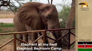 Wifi is free in public spaces. Elephant At My Tent While At Elephant Bedroom Camp Youtube