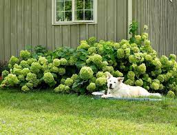 Petline insurance company is registered with l'autorite des marches financiers as a property and. Thistledown Pet Memorial Home Facebook
