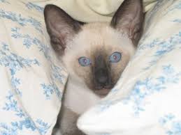 *if you're a siamese cat breeder and want to be added to this page, please click here. Siamese Cat Breeder Suyaki Siamese Cattery A Breeder Of Purebred Siamese Kittens Siamese Cat Breeders Siamese Cats Cat Breeder