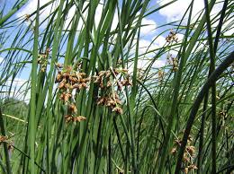 Image result for Schoenoplectus sp.no.1