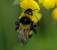 Bumble Bee Transformer