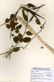 Image result for Marsdenia sylvestris