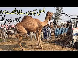 @greenfalcon bhai app aaye kuch share kijye whats your plane for qurbani. Angry Camel Loading Video 2020 Camel For Qurbani Eid 2020 Camel Mandi Video 2020 Eid Ul Adha 2020 Youtube
