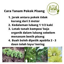 Setiap pokok pisang berangan hanya dikekalkan dengan 8 daun sahaja. Local Product Anak Pokok Pisang Awak Beli 4 Percuma 1 Anak Pokok Shopee Malaysia