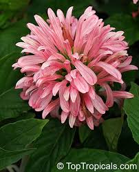 Image result for Justicia sp. A cf. engleriana