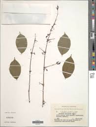 Image result for Rytigynia umbellulata