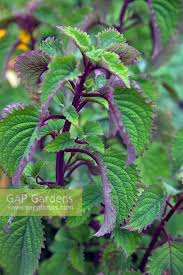 Image result for Plectranthus fruticosus